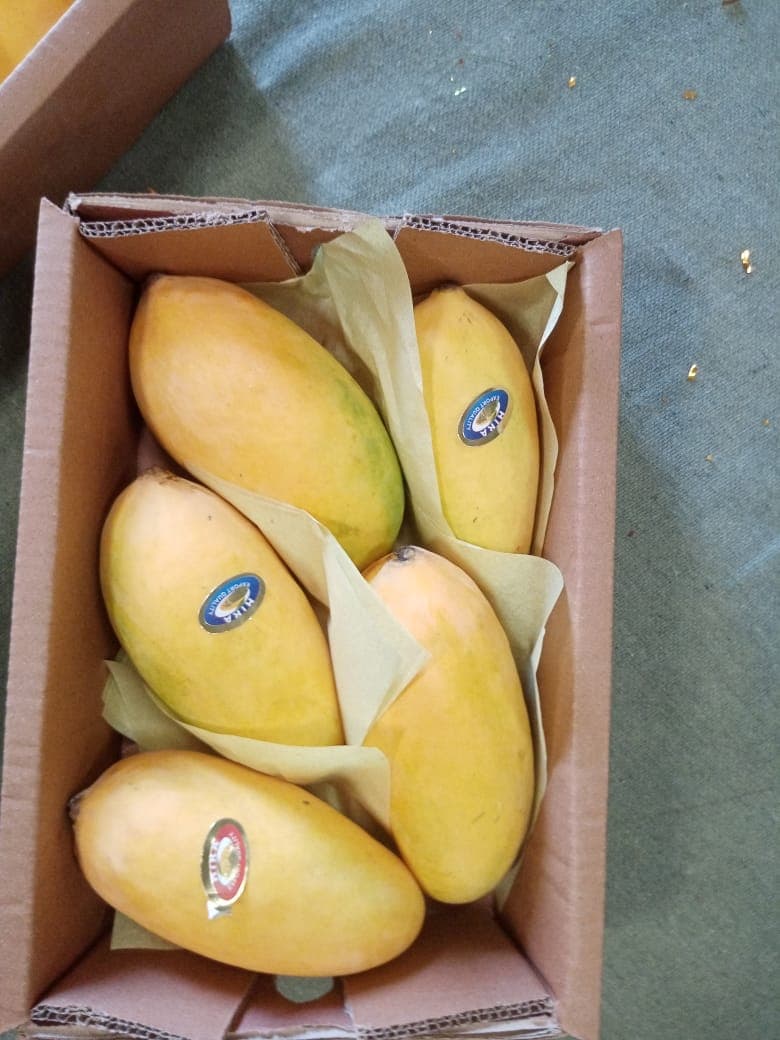 Hira Brand Gallery 33