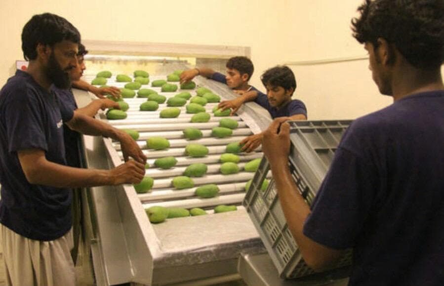 Hira Brand Gallery 30